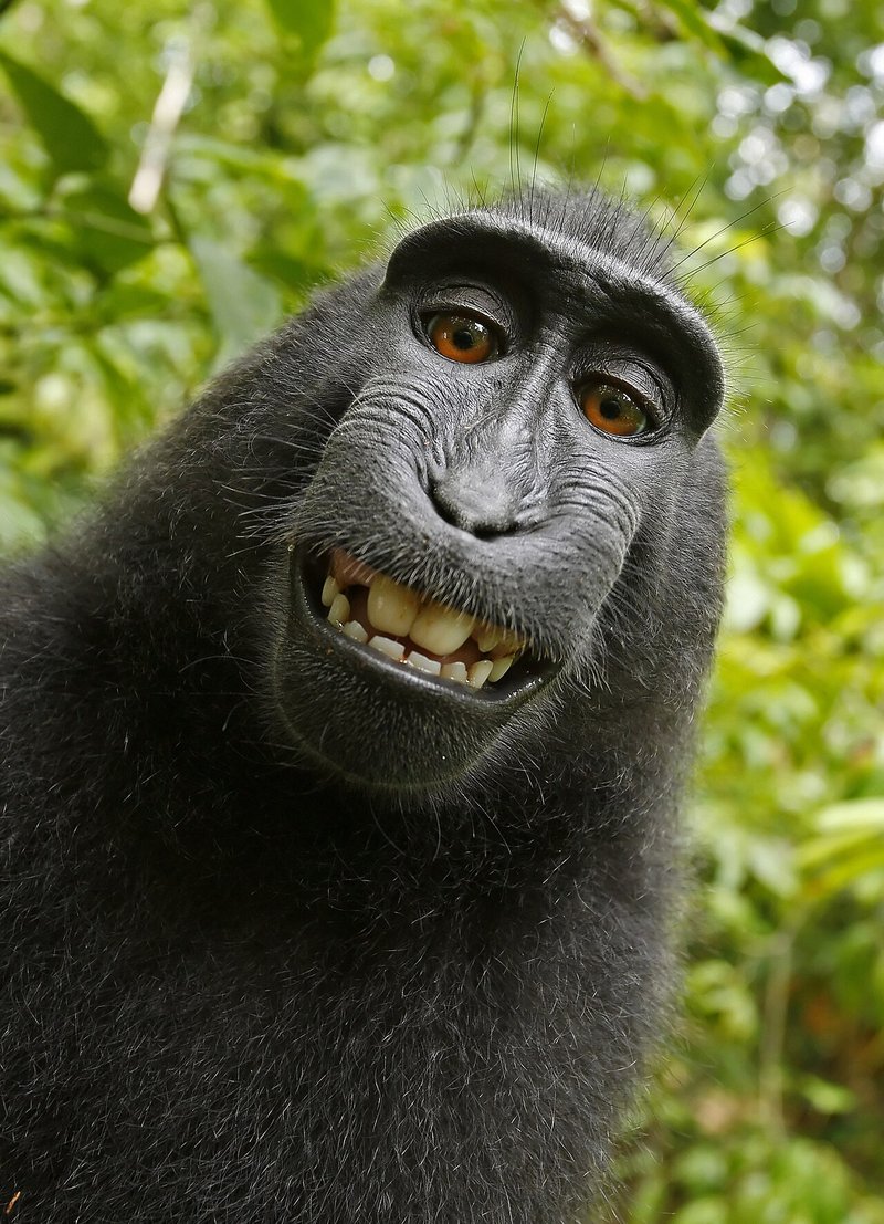 The 2011 crested macaque self-portrait at the center of the monkey selfie copyright dispute